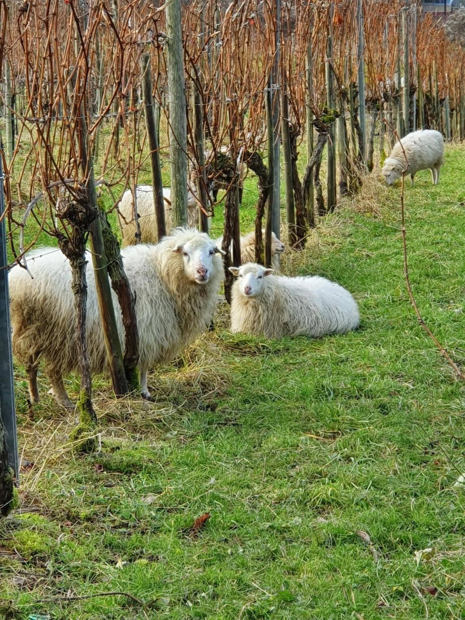Ferienwohnung An Der Mosel, Romeo Senheim Bagian luar foto